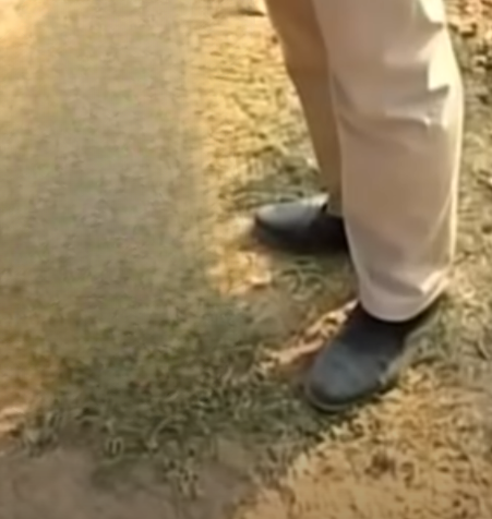 What It Really Means When Your Dog Sniffs You: Understanding This Natural Behavior Through Science, Instinct, and Care