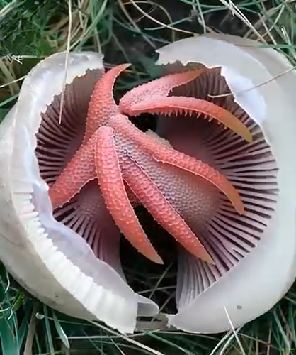 The Mystery of the Red, Slimy Visitor: What I Found Growing in My Yard Shocked Me