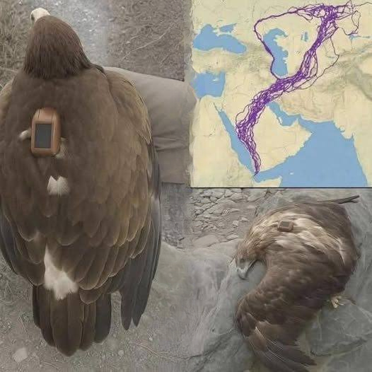 An Eagle’s Amazing Journey: What the Wild Teaches Us About Resilience