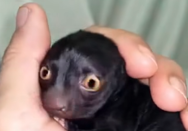 Mysterious Forest Creature Found by Dog Turns Out to Be a Rare Newborn Rabbit