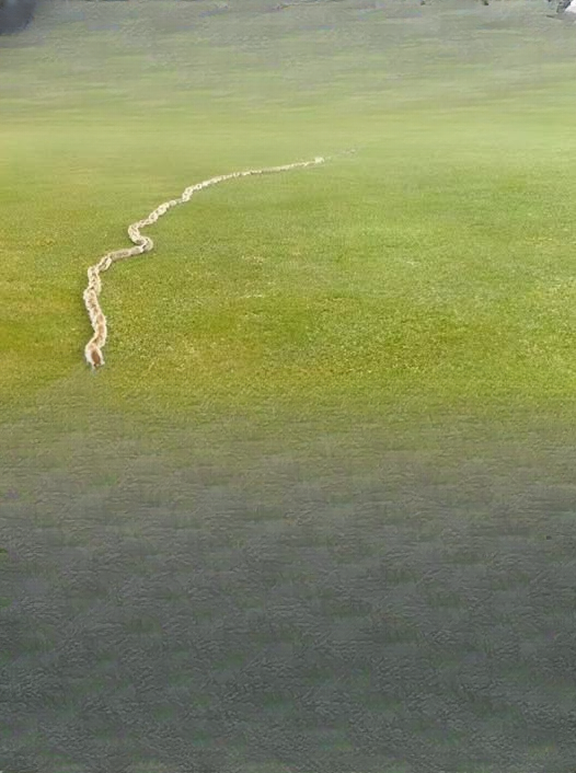 I Thought It Was Just a Rope in the Grass—Until I Looked Closer