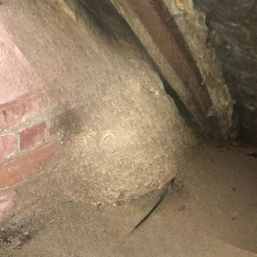 THE SECRET BELOW THE ROOTS: The Astonishing Attic Cry That Led One Family to a Hidden World Beneath Their Backyard