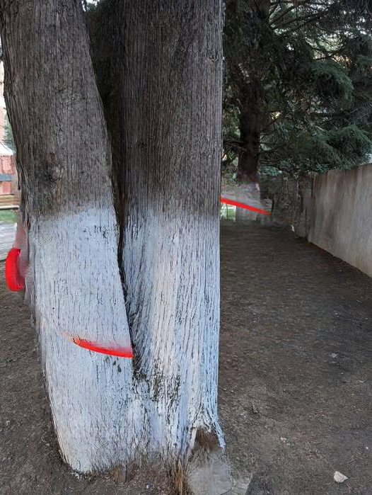 Why Are Trees Painted White?