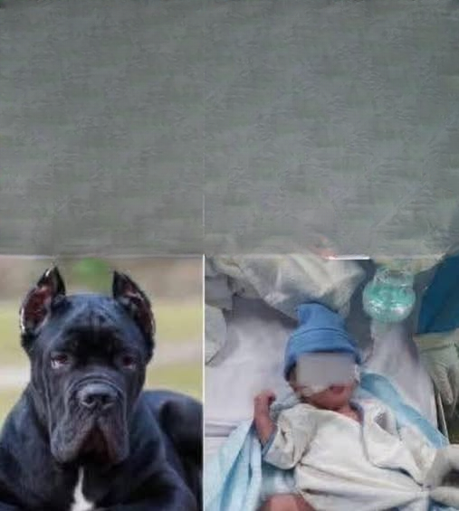 Tragedy in the Backyard: When a Family Dog Turns Dangerous