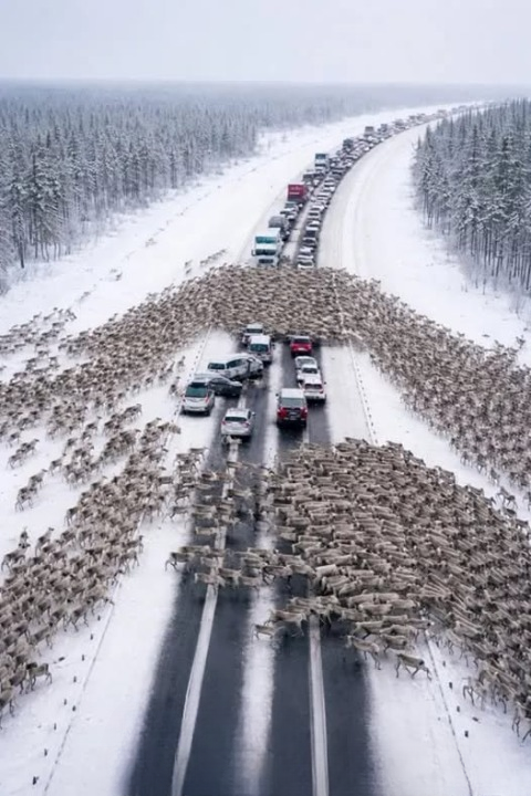 On the Highway, Drivers Became Witnesses to a Christmas Miracle — Until the Truth Stopped Them Cold