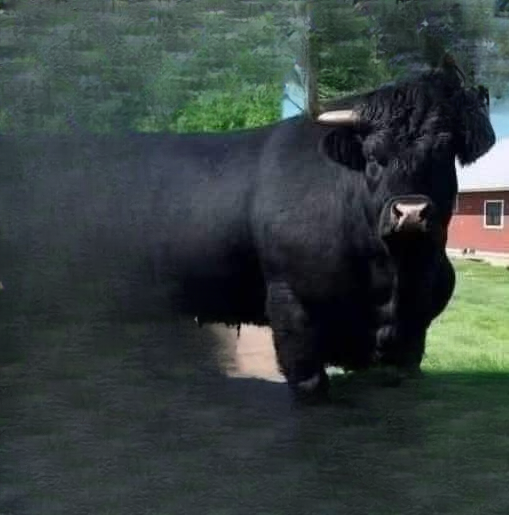 A Farmer’s Unexpected Journey With a Black Angus Bull