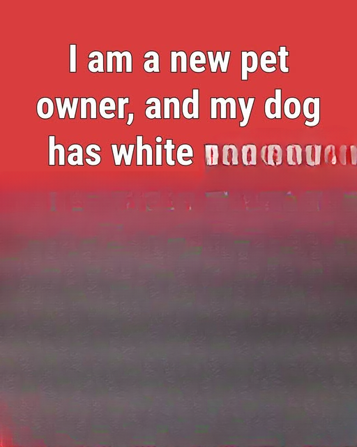 White Dog Poop: What It Could Mean for New Dog Owners and When to Seek Help