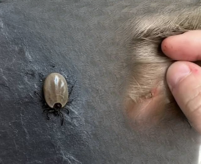 A Tiny Surprise in Your Child’s Hair: A Calm Guide for Parents When You Find a Bug