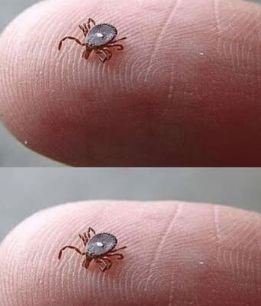 Here’s What to Do If You Spot a Lone Star Tick