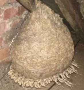 Hidden Beneath the Backyard: The Unexpected Discovery That Changed One Family’s Home Forever