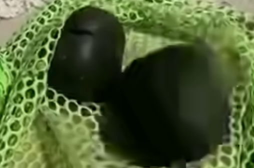 Children Discovered Bizarre Objects on the Shore — Experts Were Amazed