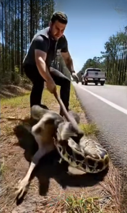 Shocking Wild Encounter: Giant Snake Attacks Deer on the Roadside