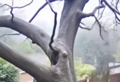 Careless Chainsaw Crew Causes Massive Tree to Fall on Homes: A Cautionary Tale