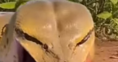 Giant Snake Attacks Animal Near River: Viral Footage Reveals the Raw Power of Nature