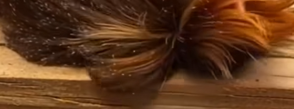 If You See This Fuzzy Insect in Your Yard, Here’s What You Need to Know
