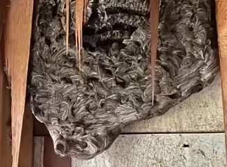 Strange Noises in the Walls: How a Hidden Wasp Nest Turned Into a Dangerous Home Discovery