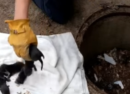 Small Creatures in Sewers Mistaken for Puppies — Experts Reveal Their True Identity