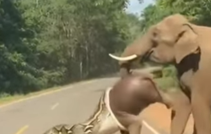 MOTHER’S BRAVERY: Watch the Incredible Moment an Elephant Saves Her Calf from a Giant Python