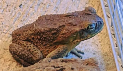 What It Means When a Toad Appears in Your Home or Garden