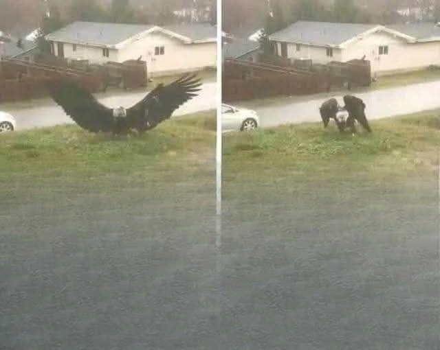 Unusual Large Bird Spotted in South Texas Sparks Interest Among Scientists and Bird Enthusiasts