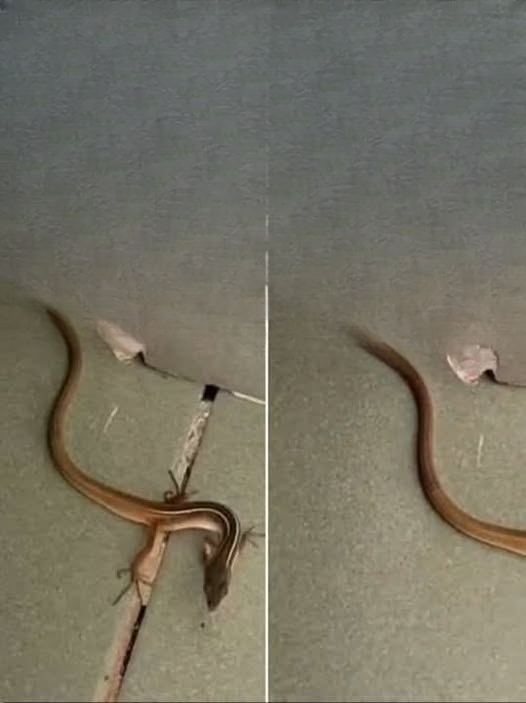 What to Do When a Snake Enters Your Home: Safe Practices, Reasons, and Preventive Measures