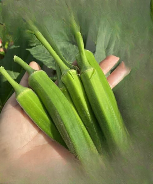 Why Okra Can Be a Valuable Addition to a Healthy Diet