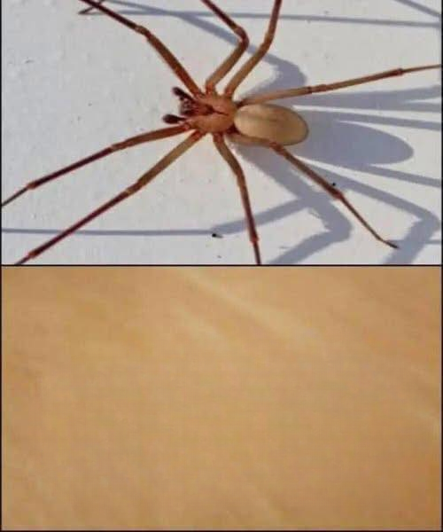 A Complete Guide to the Brown Recluse Spider: Facts, Identification, and Safety Tips