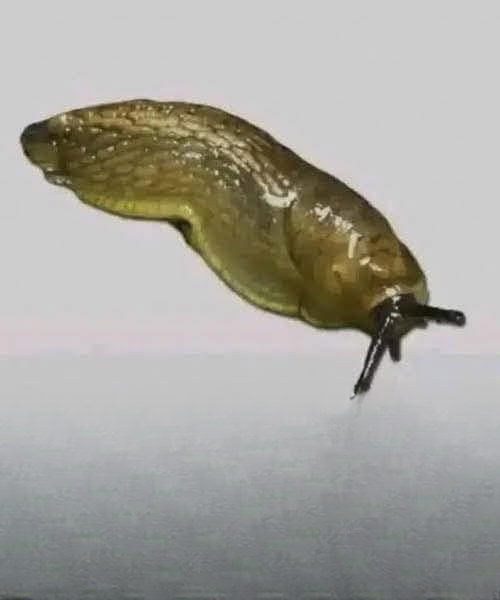 Did You Know That When a Slug Enters Your Home, It Could Mean More Than You Think?