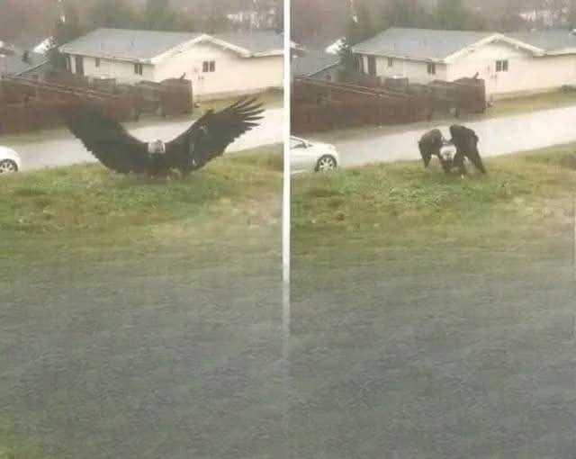 Unusual Large Bird Spotted in South Texas: Researchers Explore a Curious Wildlife Sighting