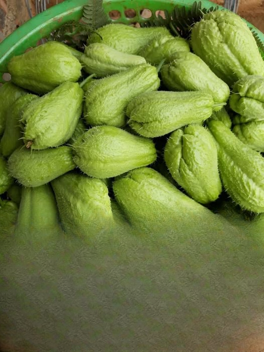 What Health Experts Say About Eating Chayote: Benefits, Nutrition, and Key Considerations