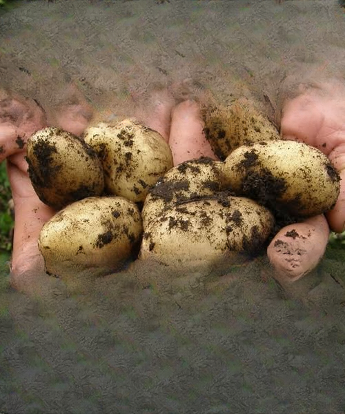 Doctors Explain What Really Happens When You Eat Potatoes