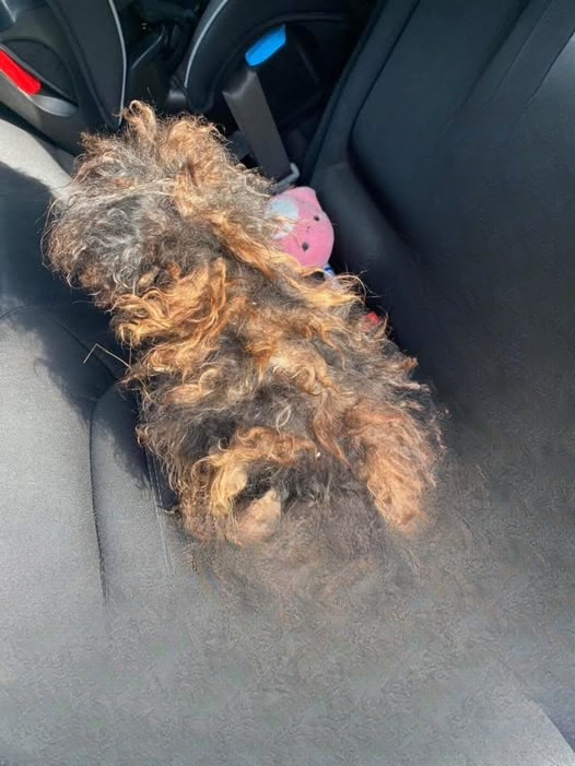 Beneath the Weight: How One Forgotten Dog Named Pear Found Her Way Back to Life