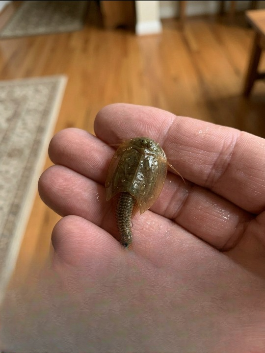 A Strange Prehistoric Creature Discovered After a Storm Turns Out to Be a “Living Fossil” Older Than Dinosaurs