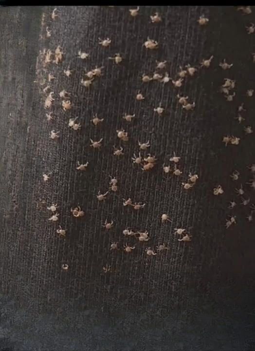 When Nature Clings Back: The Hidden Journey of Seeds That Travel on You, Your Clothes, and Your Pets