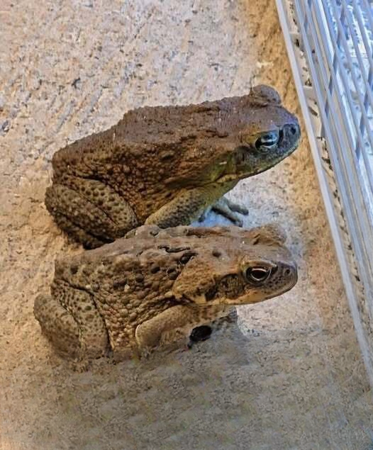 The Hidden Meaning of a Toad in Your Home — And Why You Might Not Want to Rush It Away