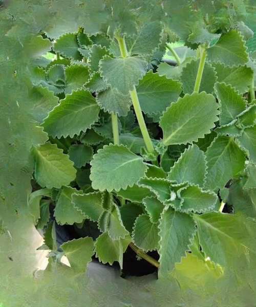 Oregano in Daily Nutrition: Potential Benefits, Culinary Uses, and What You Should Know