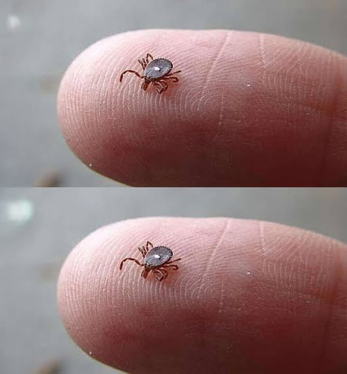What to Know About Small Insects and Basic Safety Precautions