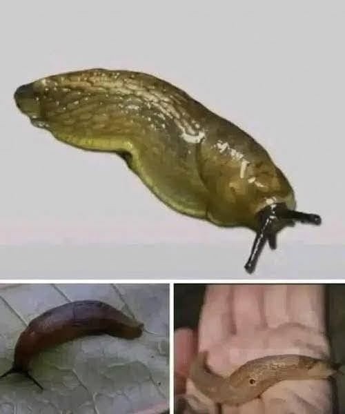 Did you know that when a slug visits your house