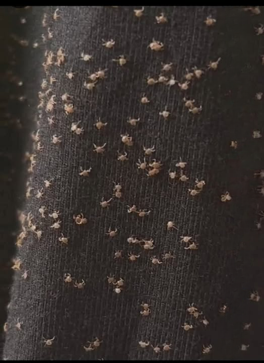 The Surprising Reason Your Pants Collect Sticky Burrs Outdoors