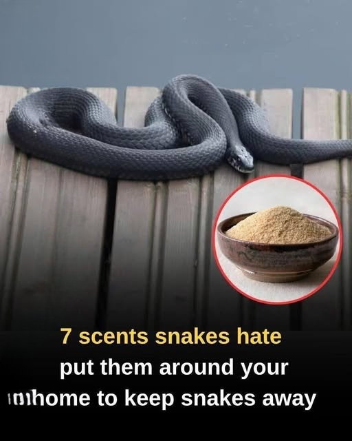 What Experts Say About Using Natural Smells to Help Keep Snakes Away