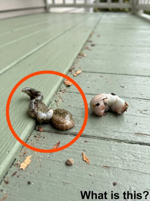 I Stepped Outside and Noticed Something Strange on My Balcony Floor