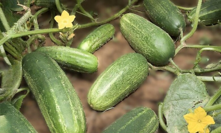 Cucumber Water Benefits and Risks: What Experts Really Say