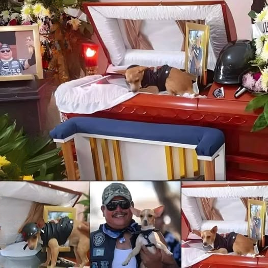 Look What Happened at the Wake After This Dog Lost His Owner