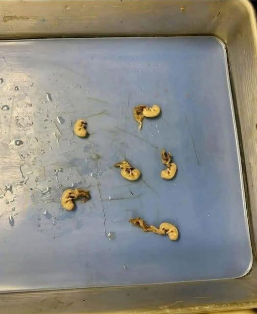 They Thought It Was Nothing—Until They Looked Closer