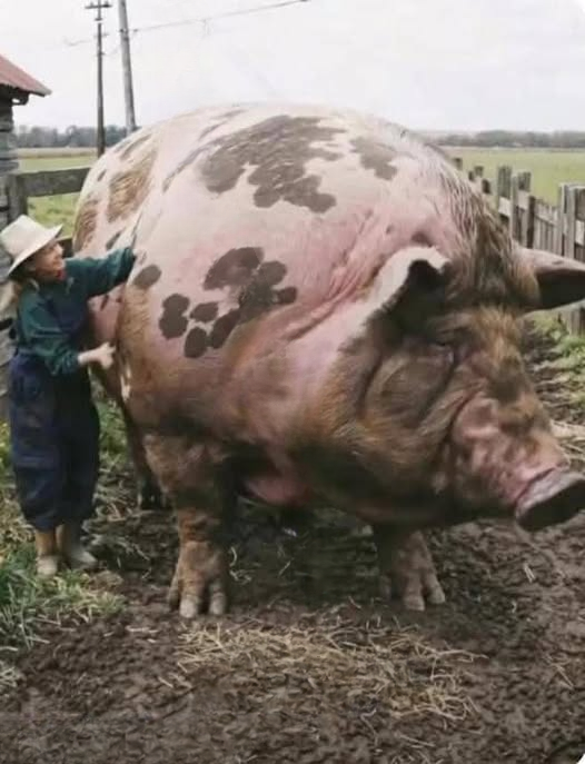 Viral Sensation: The World’s Largest Pig Breaks Records!