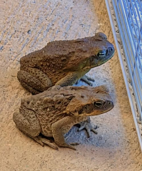 Why a Toad Might Appear in Your Home and What It Could Mean