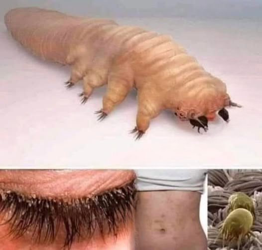 THIS SMALL CREATURE LIVES IN YOUR BODY — BUT IT’S COMPLETELY NORMAL
