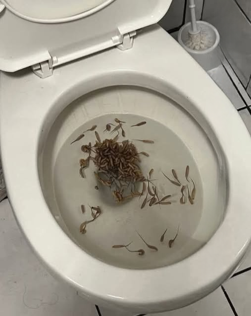 Understanding Mosquito Larvae: How to Identify, Prevent, and Protect Your Home