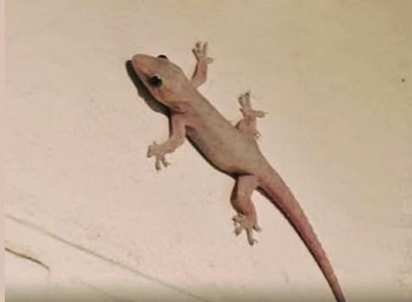 What It Means Spiritually When a Lizard Enters Your Home (Across Cultures)