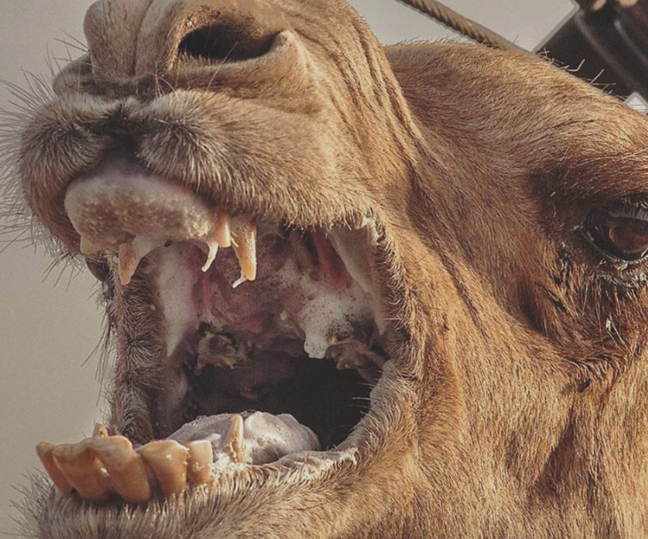 When Survival Turns to Stress: The Tragic Lesson Behind a Camel Attack in India
